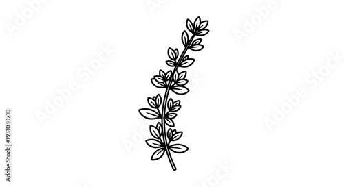 Hand-drawn illustration of a thyme sprig with delicate leaves on a white background