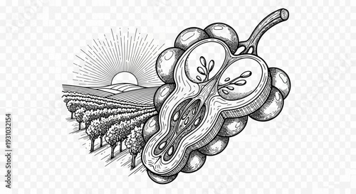 Vineyard Sunrise and Cut Grape Cluster Illustration