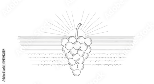 Vineyard Sunrise: Grapes Cluster and Sun Rays Over Rows of Vines