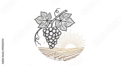 Vineyard Sunrise: Grapes on Vine with Sun Rays Over Rolling Hills