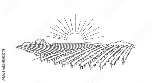 Vineyard Sunrise Landscape Drawing - Winery Farmhouse and Sun Rays