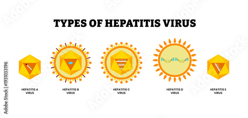 Different types of hepatitis virus structure diagram set collection. Labeled hepatitis A (HAV), B (HBV), C (HCV), D (HDV), E (HEV). Inflammation of the liver caused by infection. Vector illustration.