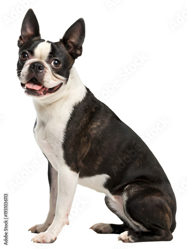 a boston terrier dog sitting on a white background