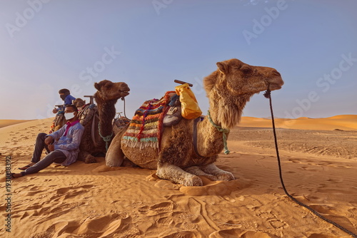 Two camel drivers and domedaries at rest on the Erg Chebbi sands while on their way from the town to the desert camps, at sunset. Merzouga-Morocco-180