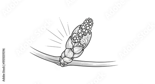 Budding Branch with Tiny Flowers Opening, Spring Growth, Nature Illustration