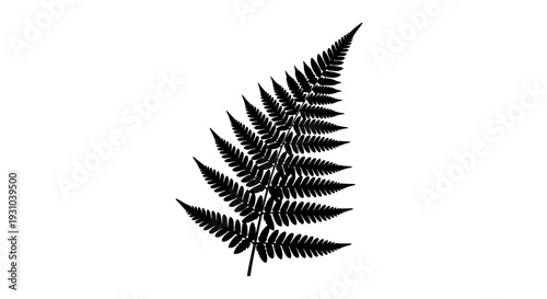 Black Fern Frond Silhouette on White Background, Elegant Botanical Vector Art