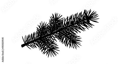 Black Silhouette of a Fir Tree Branch with Needles on White Background