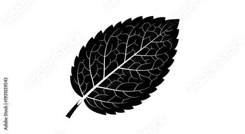 Black Silhouette of a Mint Leaf with Detailed Veins on White Background