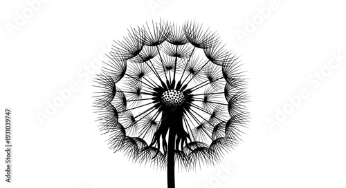 Black and White Dandelion Seed Head Close-up - Delicate Nature Macro Photography