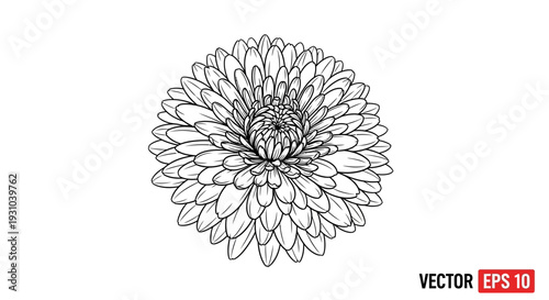 Black and White Line Art Drawing of a Chrysanthemum Flower