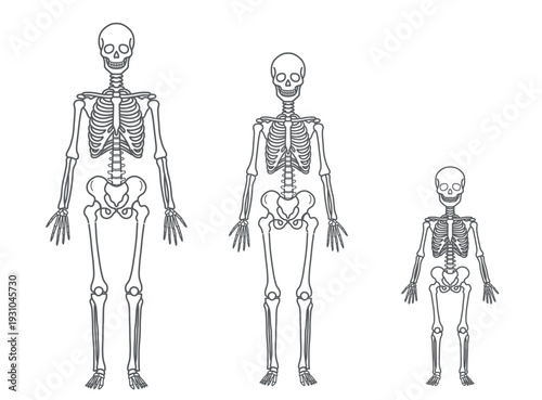 全身骨格の人体図・モデルイラストセット（男性・女性・子供・正面）