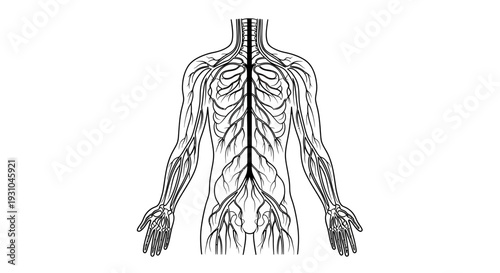 Human Nervous System Anatomy Diagram: Brain, Spinal Cord, and Nerves
