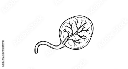 Human Placenta Medical Illustration - Anatomical Drawing of Fetus Development