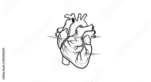 Anatomical Heart Drawing, Medical Science, Cardiology, Human Organ Illustration