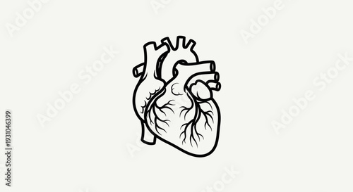 Anatomical Heart Illustration - Black and White Outline
