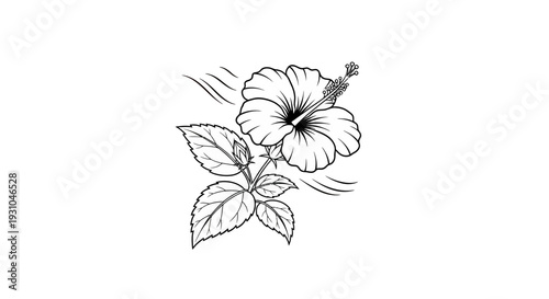 Black and White Hibiscus Flower Line Art Illustration