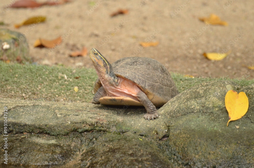 Obraz premium Turtle stands on mossy rock, yellow head stripe visible, surrounded by leaves in natural habitat.