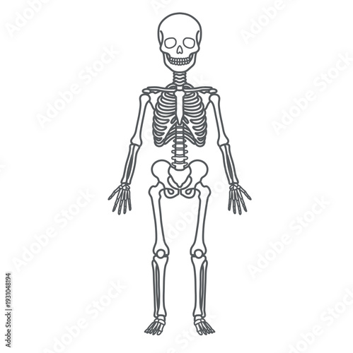 子供の全身骨格の人体図・モデルイラスト（正面・線画）