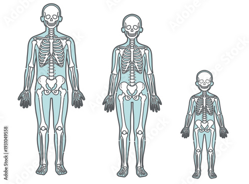 骨格とシルエットの位置関係がわかる人体図・モデルイラストセット（男性・女性・子供・正面）