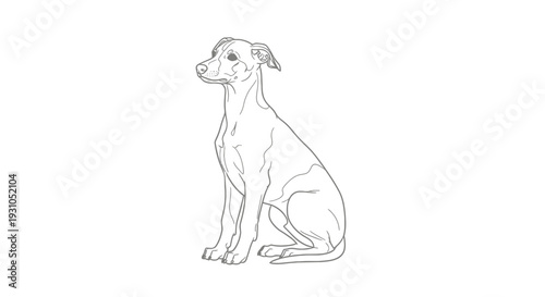 Elegant Greyhound Dog Sitting Gracefully, Outline Illustration, Minimalist Line Art