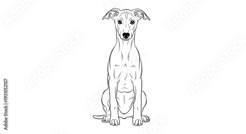Elegant Greyhound Dog Sitting Portrait, Minimalist Line Art Sketch