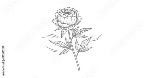 Elegant Peony Flower Sketch with Gentle Wind Swirls - Botanical Line Art