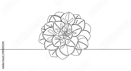 Minimalist single line drawing of a succulent plant, isolated on white background.