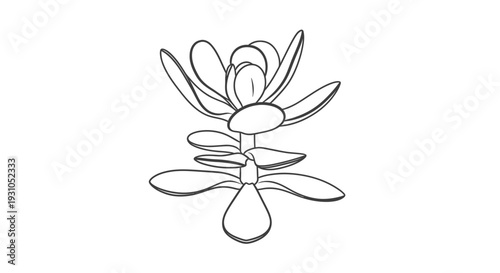 Minimalist Succulent Plant Line Art Drawing, Simple Botanical Illustration