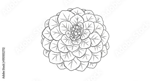 Detailed Sketch of a Blooming Succulent Plant with Layered Leaves