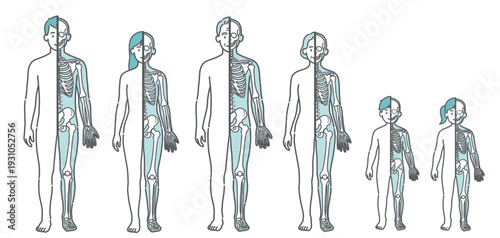 表面と骨格の対比がわかる全世代の人体図・モデルイラストセット（半身骨格・正面）