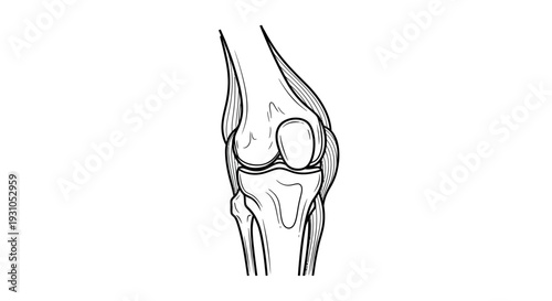 Knee Joint Anatomy Sketch - Medical Illustration of Human Leg Bone Structure