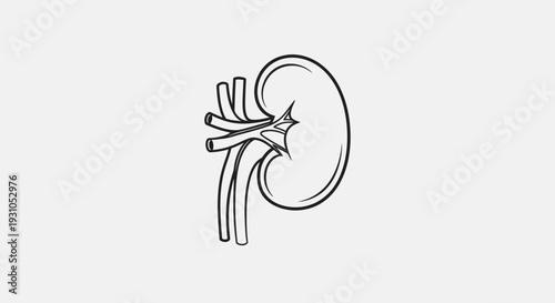 Kidney icon, medical symbol, organ outline, vector illustration