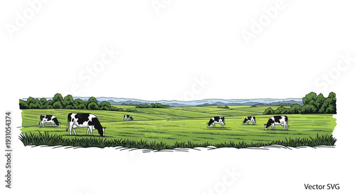 Herd of Dairy Cows Grazing in a Lush Green Pasture on a Sunny Day