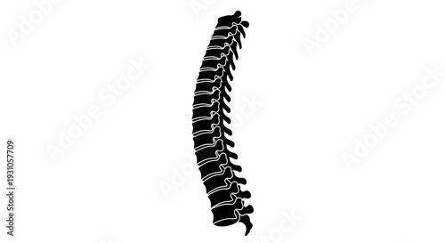 Human Spine Silhouette, Medical Illustration of Vertebral Column