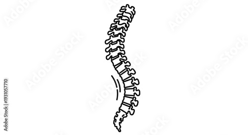 Human spine anatomy, scoliosis curve, medical illustration, black and white line drawing