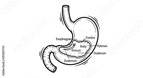 Human Stomach Anatomy Diagram: Esophagus, Fundus, Body, Antrum, Pylorus, Duodenum