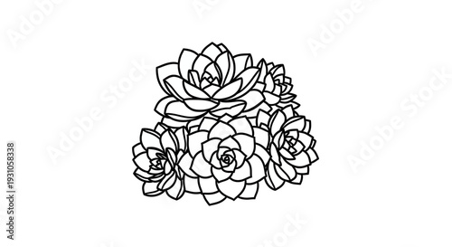 Delicate Succulent Plant Illustration - Hand-Drawn Botanical Art