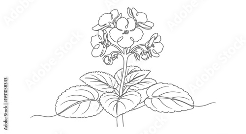 Delicate African Violet Flower Line Art Drawing, Minimalist Botanical Illustration