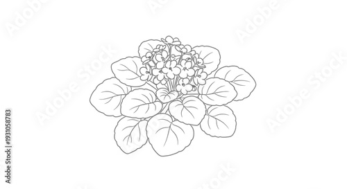 African Violet Plant Outline Drawing - Simple Botanical Illustration