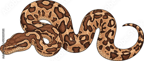 Detailed vector illustration of a coiled python snake with brown patterned scales isolated on white background for wildlife and nature