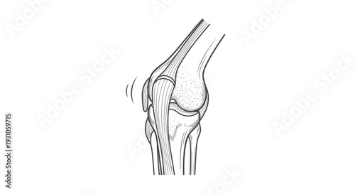 Knee Joint Anatomy Drawing: Patella Movement and Tendon Stress