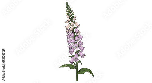 Detailed botanical illustration of a purple foxglove flower with many bells and green leaves on a white background.