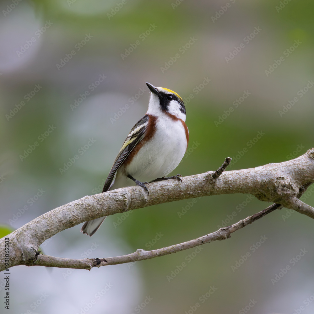 Fototapeta premium Handsome male chestnut sided warbler Setophaga pensylvanica perched on a branch with bokeh background