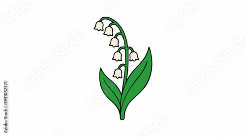 Delicate Lily of the Valley Flower with Green Leaves on a White Background a Single Stemmed Botanical Illustration with Bell Shaped Blossoms