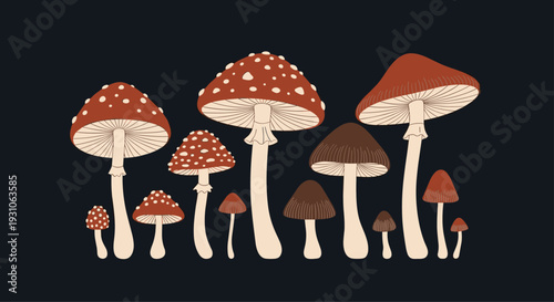 Wide variety of mushrooms including red-capped fly agaric and brown varieties are arranged on a dark black background.