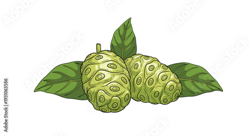 Two green noni fruits with their unique textured skin are shown with fresh green leaves on a clean white background.