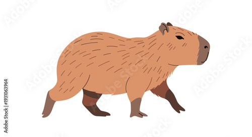 Large brown capybara walks calmly across a white background, showcasing its unique rodent features and sturdy body structure.