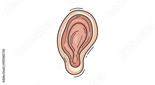 Stylized Human Ear Illustration - Hearing, Anatomy, Sound Perception