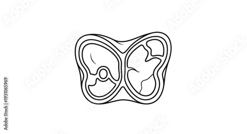 Top View Outline of a Mammal Molar Tooth, Dental Anatomy Illustration