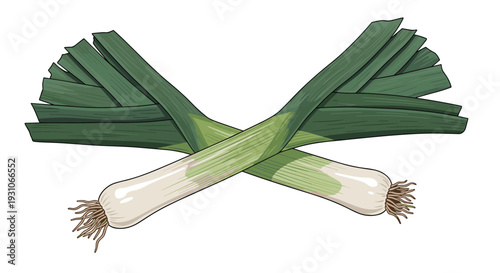 Illustration of two fresh green leeks with white bulbs and long green leaves crossed over each other on a white background.